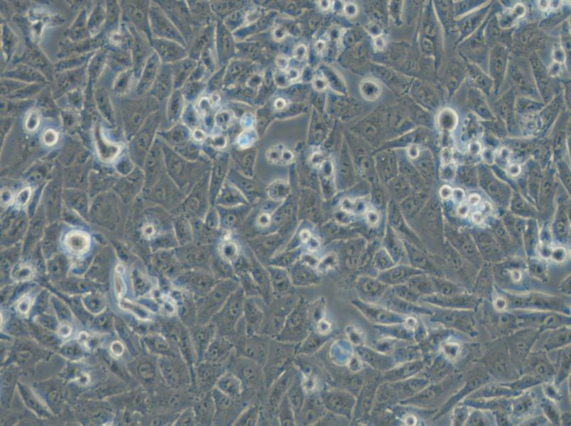 NCI-H1703 Cell Complete Medium - 6