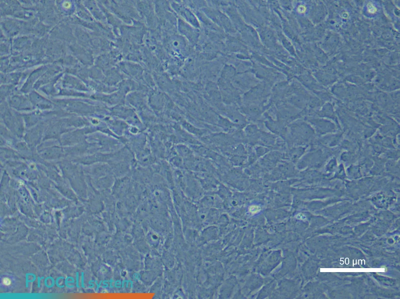 Rat Optic Papilla Astrocyte Complete Medium - 4