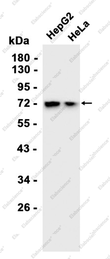 Recombinant PRMT5 Monoclonal Antibody - 1