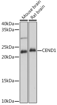 Western blot analysis of extracts of various cell lines using CEND1 Polyclonal Antibody at 1:1000 dilution.