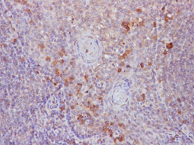 Purified Anti-Mouse CD14 Antibody[Sa14-2]-产品推荐-1