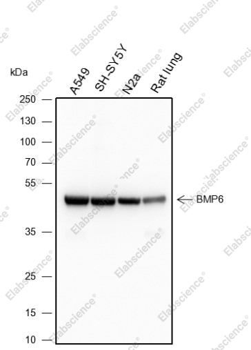 Recombinant BMP6 Monoclonal Antibody - 1
