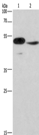 Western Blot analysis of Mouse panceas tissue and NIH/3T3 cell using IRF9 Polyclonal Antibody at dilution of 1:380