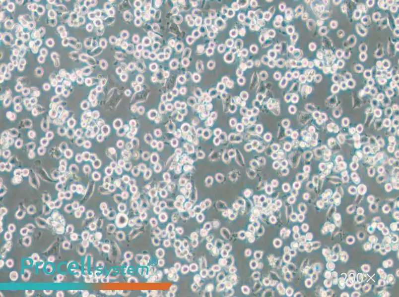 NCTC 1469 Cell Complete Medium - small - 4