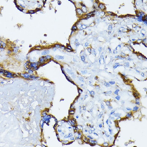 Immunohistochemistry of paraffin-embedded human placenta using BiP/GRP78 Polyclonal antibody at dilution of 1:100 (40x lens).Perform microwave antigen retrieval with 10 mM PBS buffer pH 7.2 before commencing with IHC staining protocol.
