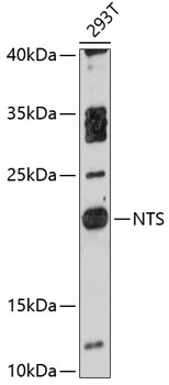 Western blot analysis of extracts of 293T cells using NTS Polyclonal Antibody at 1:3000 dilution.