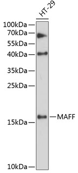 Western blot analysis of extracts of HT-29 cells using MAFF Polyclonal Antibody at 1:3000 dilution.