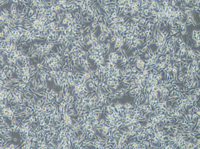 EBC-1 Cell Complete MediumEBC-1 Cell Complete Medium - 2