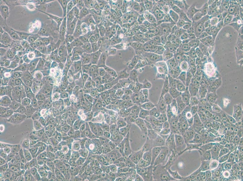 BFTC-905 Cell Complete Medium - 6