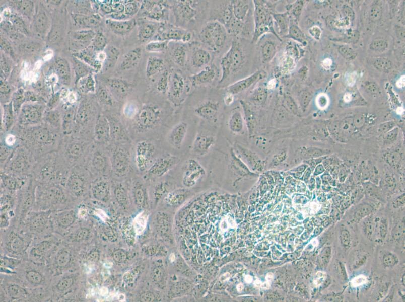 TR-LCC-1 Cell Complete Medium - small - 6