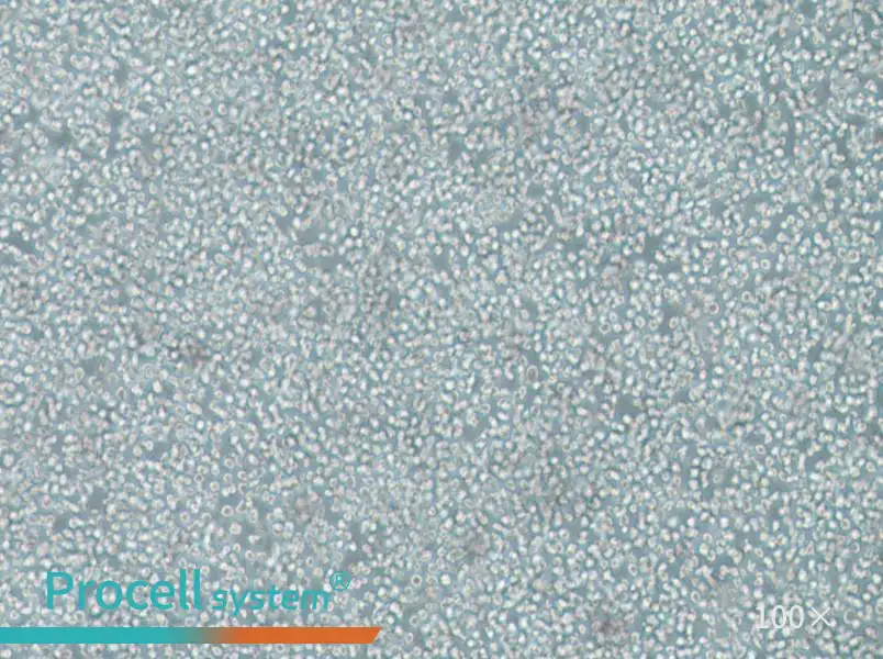 SKNO-1 Cell Complete MediumSKNO-1 Cell Complete Medium - 2