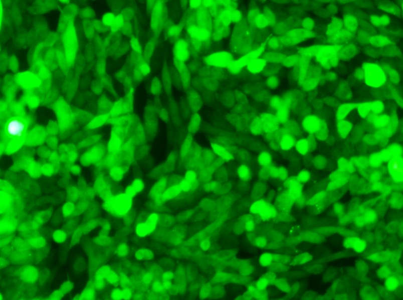 CHO-K1-GFP Cell Complete Medium - small - 6