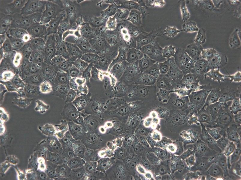 NCI-H1299 Cell Complete Medium - small - 5