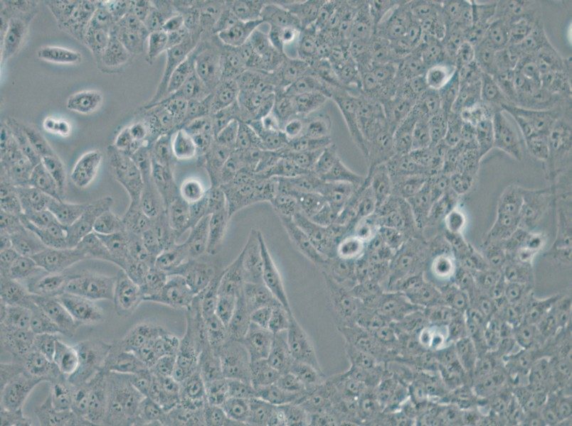 Nthy-ori 3-1 Cell Complete Medium - small - 6