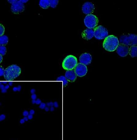 Recombinant Cyclin B1 Monoclonal Antibody-searchlist-2