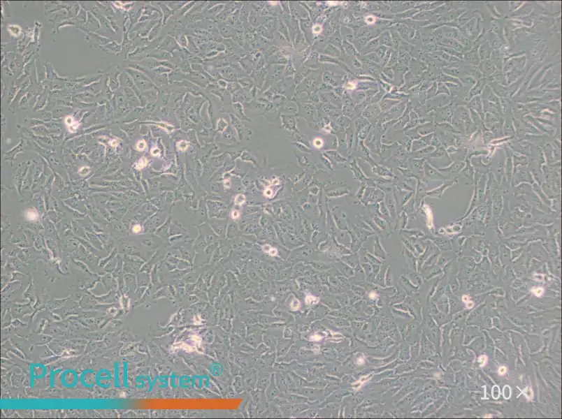 KHOS-240S Cell Complete MediumKHOS-240S Cell Complete Medium - 2