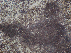 Recombinant EOMES Monoclonal Antibody - 1