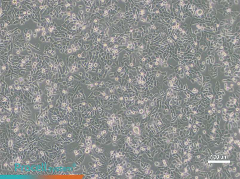 CHO Cell Complete Medium - 1