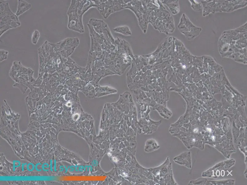 Li-7 Cell Complete Medium - 1