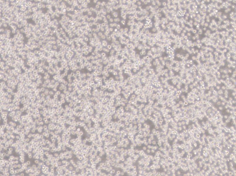 NALM-6 Cell Complete MediumNALM-6 Cell Complete Medium - 2