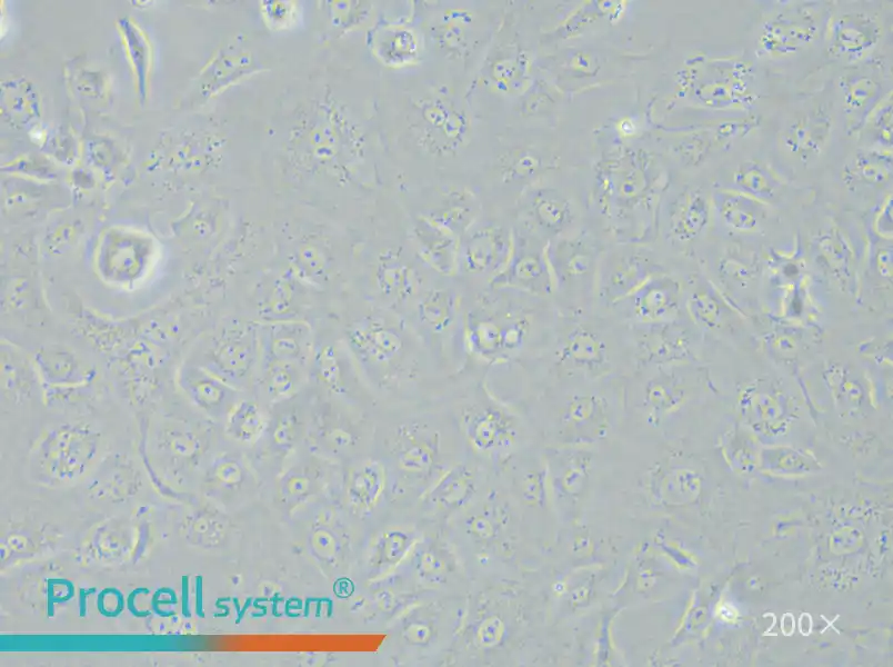 NRK-52E Cell Complete Medium - small - 5