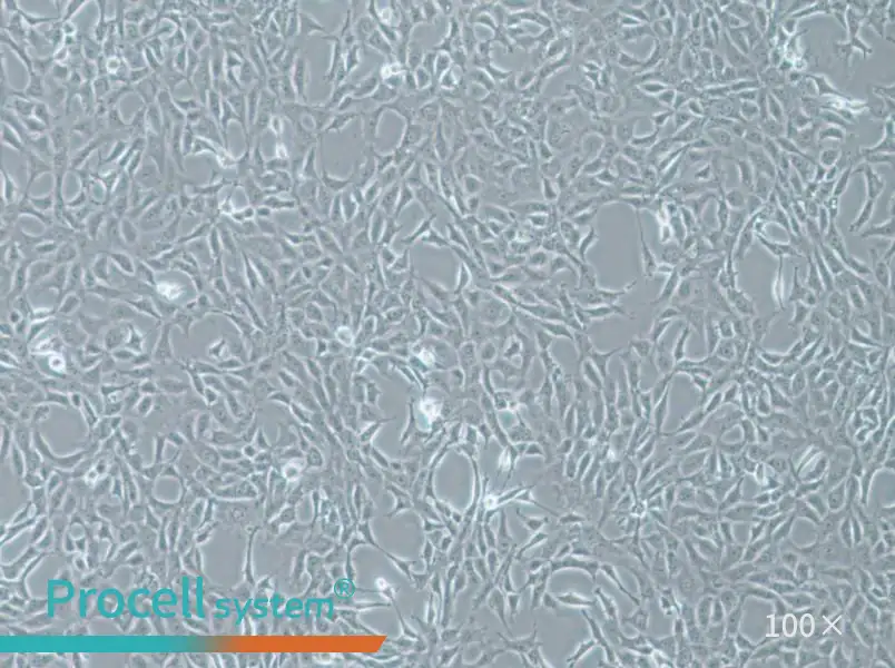 MPC-5 Cell Complete Medium - 1