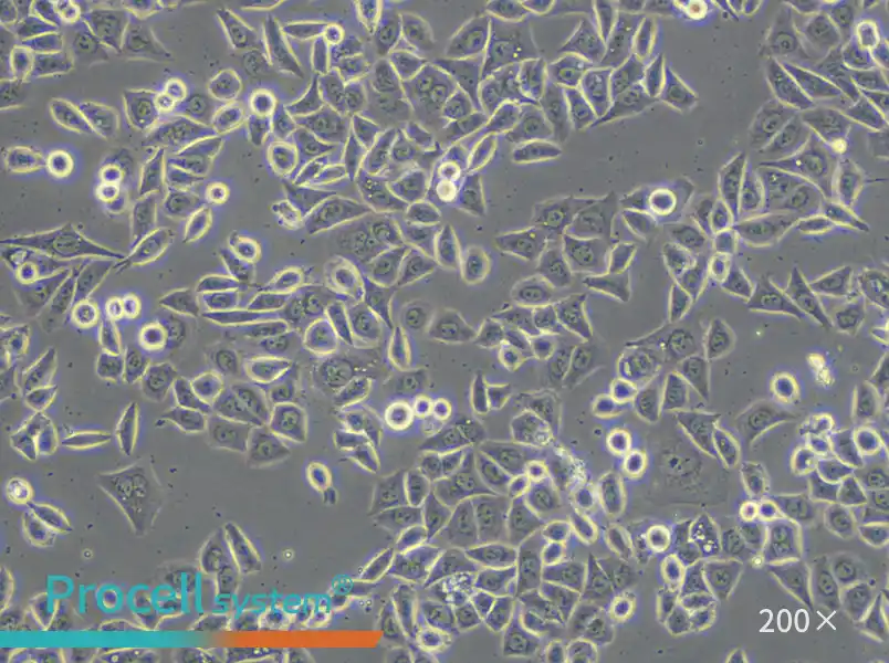 AGS Cell Complete Medium - small - 6