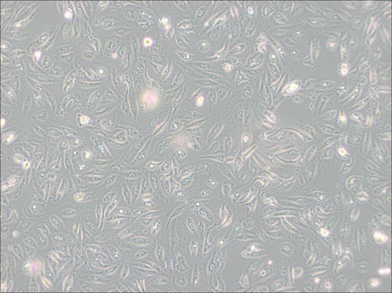 Caki-1 Cell Complete Medium - 2