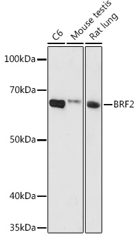 Western blot analysis of extracts of various cell lines using BRF2 Polyclonal Antibody at 1:1000 dilution.