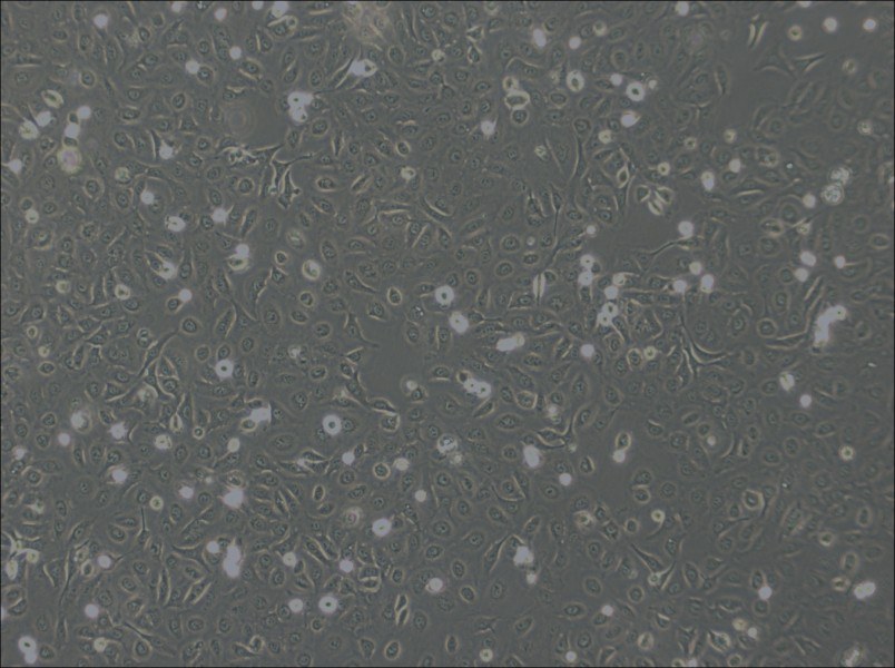 OVCA429 Cell Complete Medium-searchlist-1