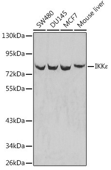 Western blot analysis of extracts of various cell lines using IKKε Polyclonal Antibody