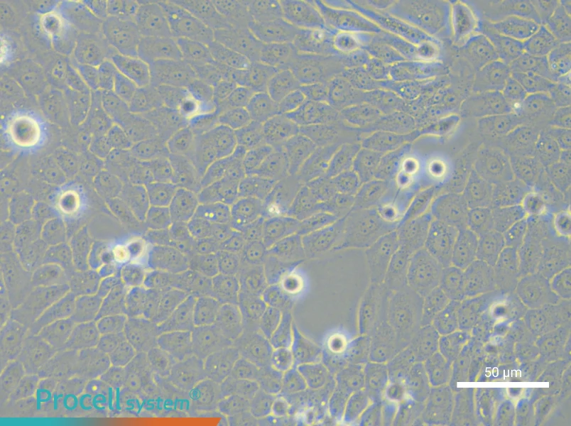 TE-5 Cell Complete MediumTE-5 Cell Complete Medium - 6