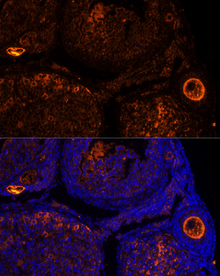 Immunofluorescence analysis of Mouse oophoroma cells using ZP2 Polyclonal Antibody at dilution of  1:100. Blue: DAPI for nuclear staining.