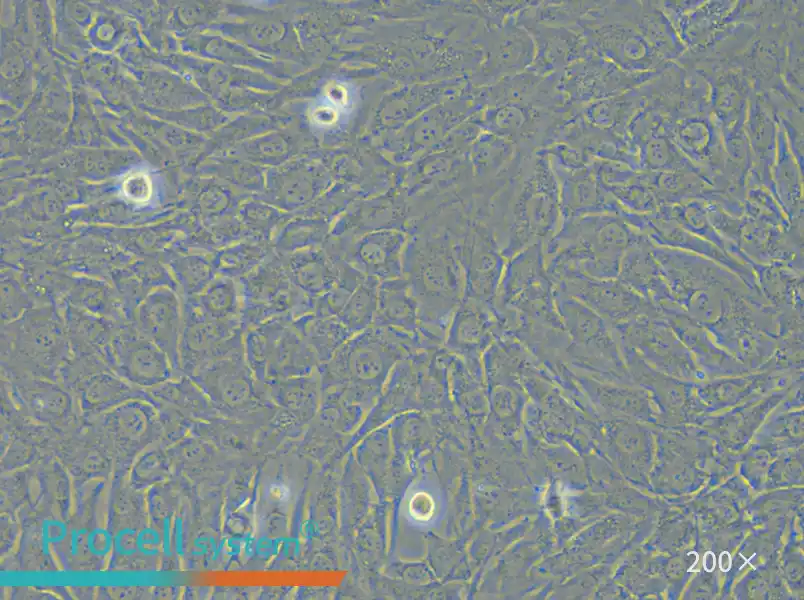 SW579 [SW-579] (L15) Cell Complete Medium - 4