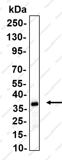 Recombinant Ref-1 Monoclonal Antibody - 1