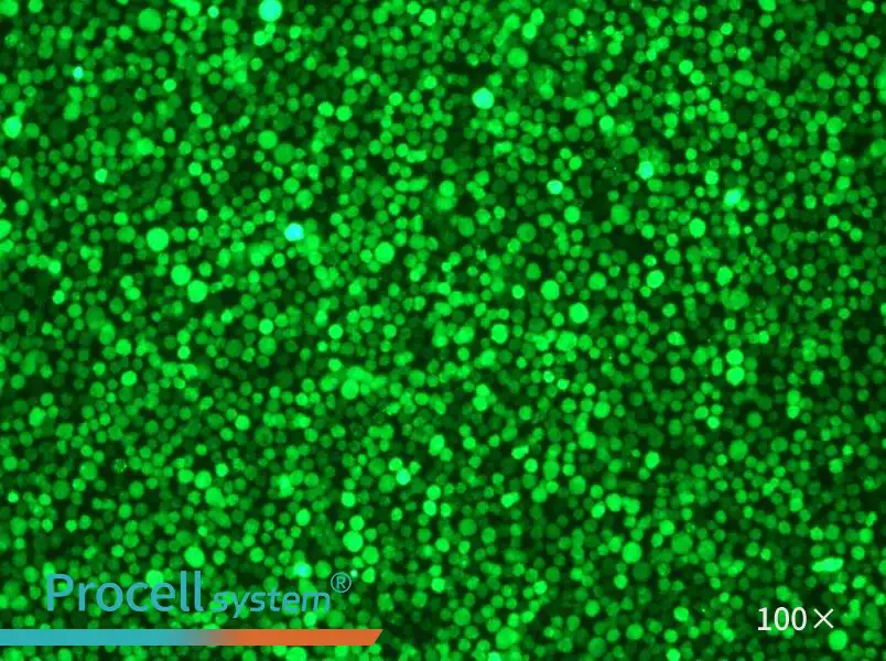 THP-1-GFP Cell Complete Medium - 1