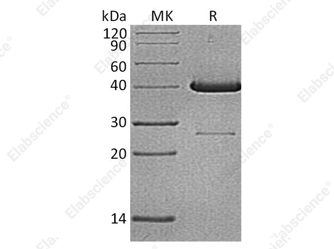 Recombinant Human UBE2D1 Protein (GST Tag) - 1
