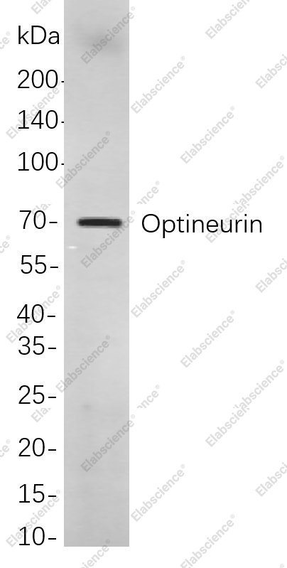 Recombinant Optineurin Monoclonal Antibody - 1