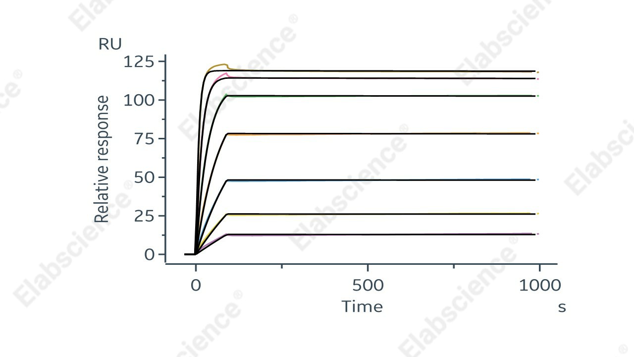 Recombinant Human/Cynomolgus VEGFA/VEGF165 Protein - 2