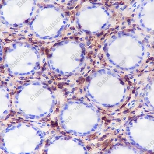 Recombinant CD48 Monoclonal Antibody - 2