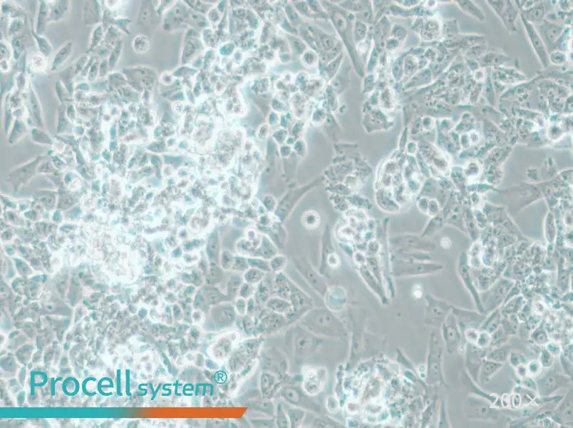 MES-SA Cell Complete Medium - 4
