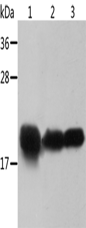 Western Blot analysis of Mouse heart and Human chromaffin cell tumor tissue, Mouse muscle tissue using Crystallin-alpha B Polyclonal Antibody at dilution of 1:500