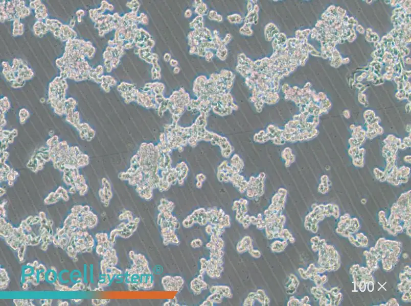 HCC1187 Cell Complete MediumHCC1187 Cell Complete Medium - 2