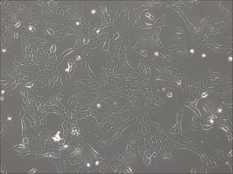 NCI-H1792 Cell Complete Medium - 4