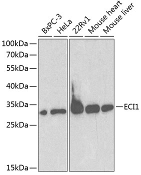 Western blot analysis of extracts of various cell lines using ECI1 Polyclonal Antibody at dilution of 1:1000.