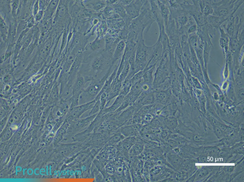 Mouse Colonic Smooth Muscle Cell Complete Medium - small - 4