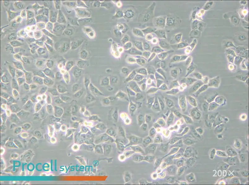 SUM149PT Cell Complete Medium - 4