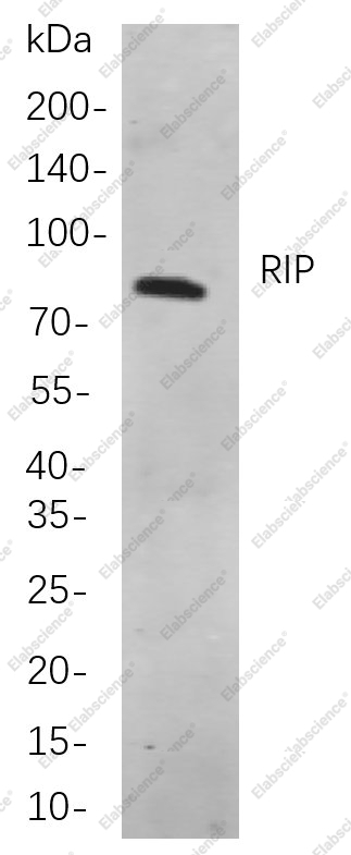 Recombinant RIP Monoclonal Antibody - 1