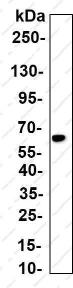 Recombinant ERO1L Monoclonal Antibody - 1