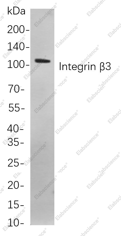 Recombinant Integrin β3 Monoclonal Antibody - 1